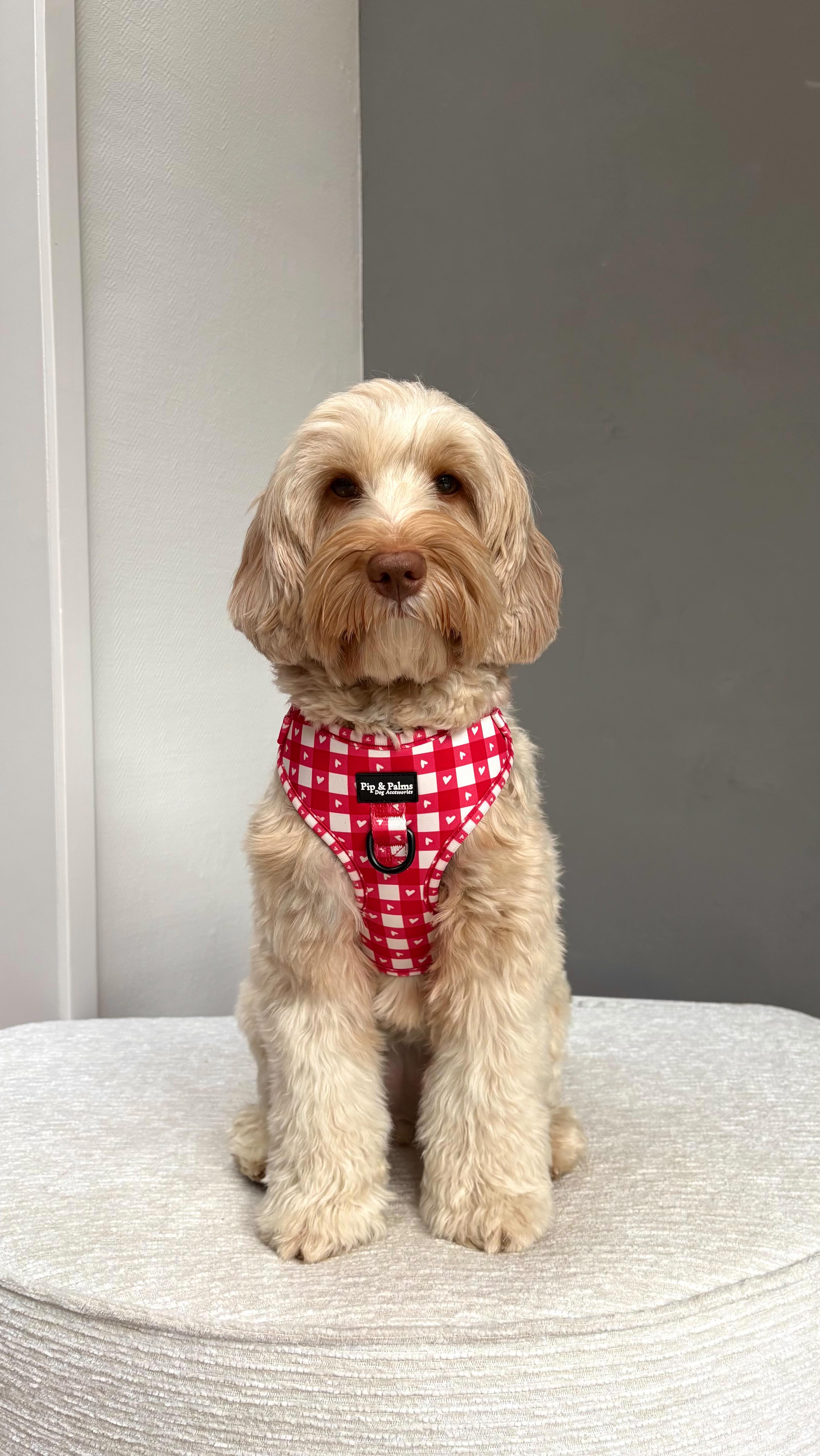 Love is Blind ❤️ #australianlabradoodle #dogharness #wandelenmetdehond #dogoutfit #australianlabradoodlesofinstagram