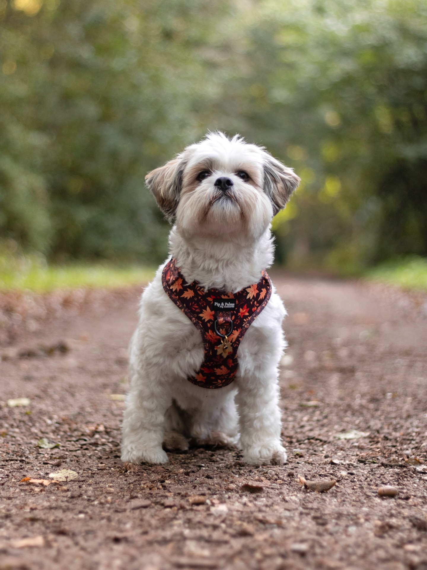 Knappe Mex met ons Falling for You harnas! Mex draagt maat S. Heeft dit mooie harnas al een plekje in jouw garderobe? 🧡✽ ✽ ✽ ✽Handsome Mex wearing our Falling for You harness! Mex wears size S. Does this beautiful harness already have a place in your wardrobe? 🧡
