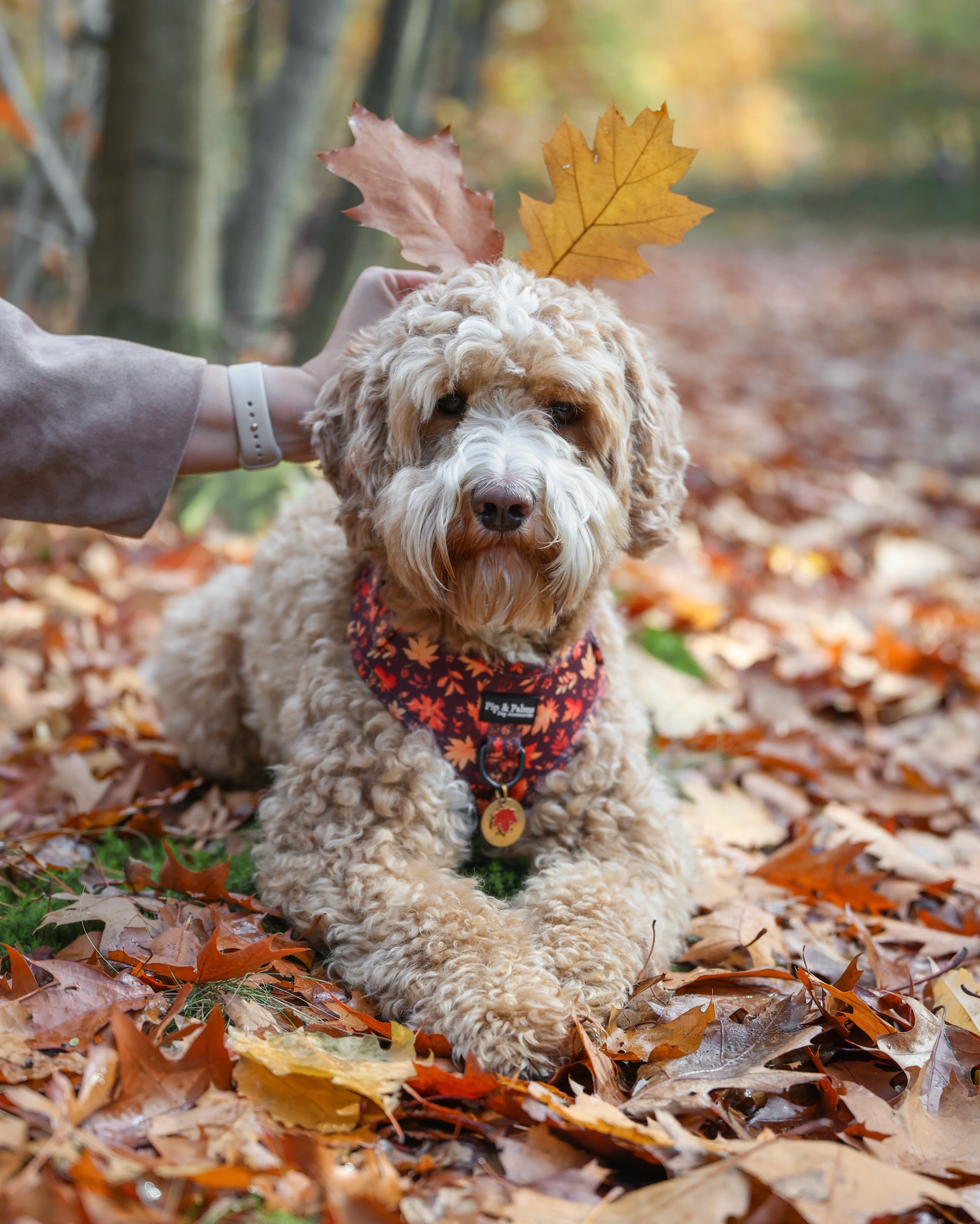 Fijn weekend! 🧡🍂 

Knappe Woody draagt ons harnas Falling for You 🍁

#autumndays #autumndog #autumnwalks #dogharness #dogoutfit