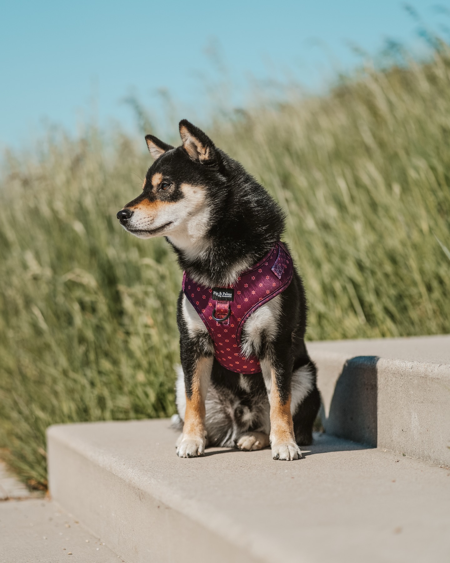 Happy Sunny Sunday! ☀️Knappe Bob draagt ons harnas Burgundy Best in maat M. ♥️
#shibasofinstagram #shibainumania #shibainudog #shibainuphotography #dogharness