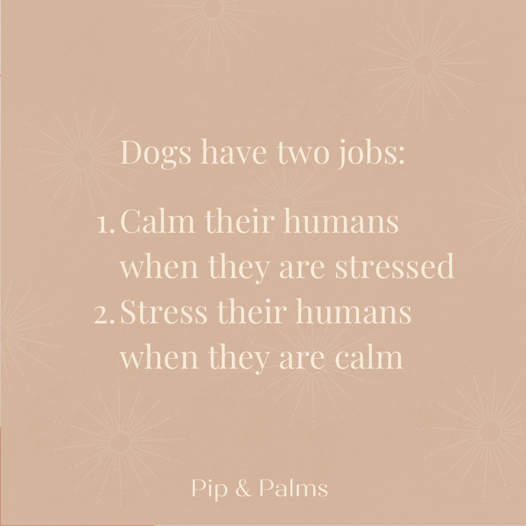 Dogs have two jobs:
1. Calm their humans when they are stressed ❤️
2. Stress their humans when they are calm 😂#Dogquote #dogquotesofinstagram #dogquoteslove #dogquoteoftheday #dogquotesdaily