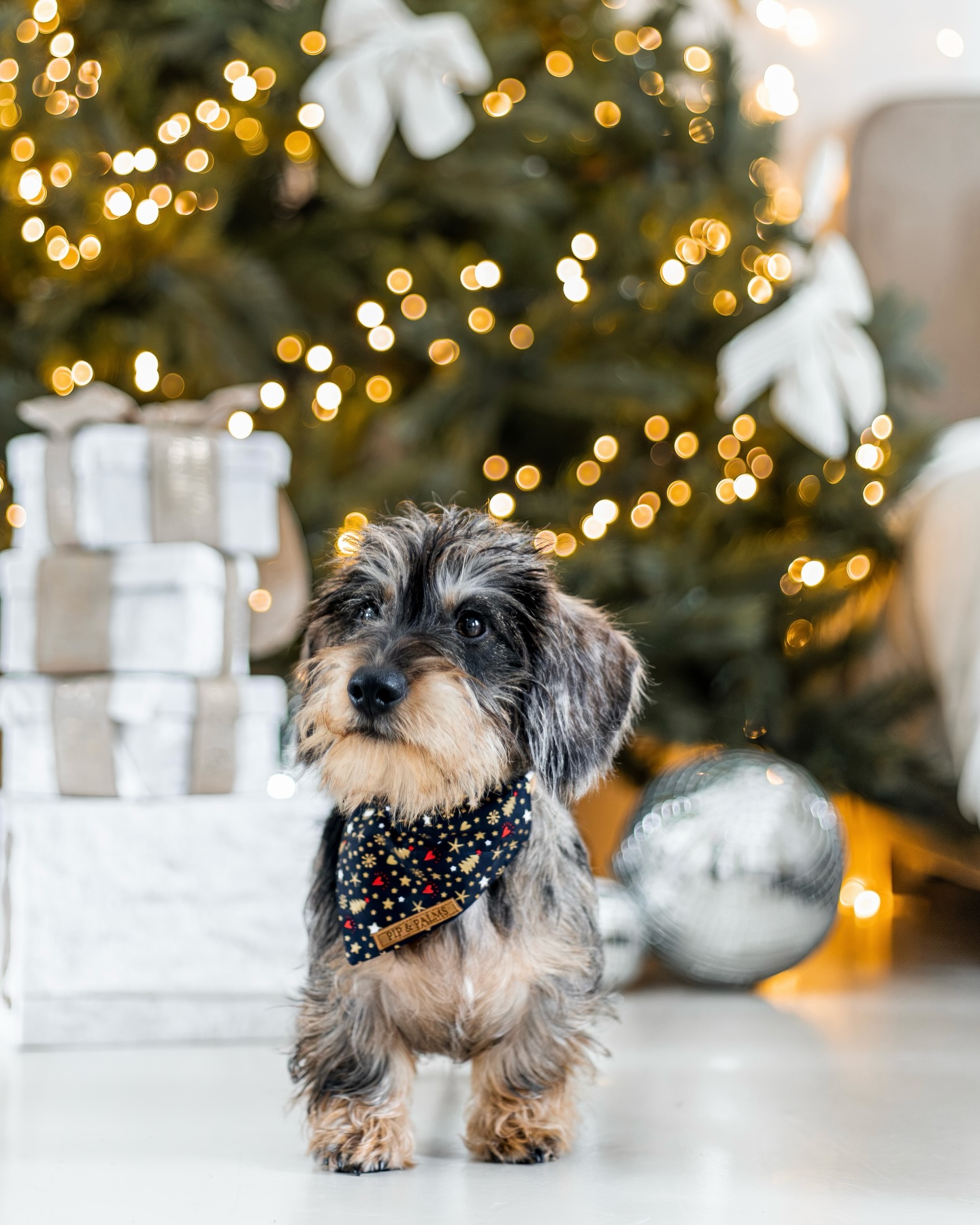 Ho ho ho! 🎅🏼 Nog maar 7 nachtjes tot Kerst! ✨Onze knappe Teun is er helemaal klaar voor met zijn feestelijke O Holy Night bandana 💙🎄