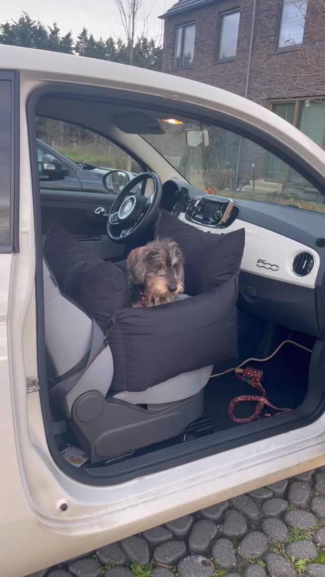 Travelling first class ✨ Met onze honden autostoel reist jouw viervoeter comfortabel en in stijl!Het standaard formaat autostoel kan zowel voorin als op de achterbank gebruikt worden. 🙌🏻
*
*
*
#pipandpalms #dogcarseat #hondenmand #travelwithyourdog #wiredhaireddachshund