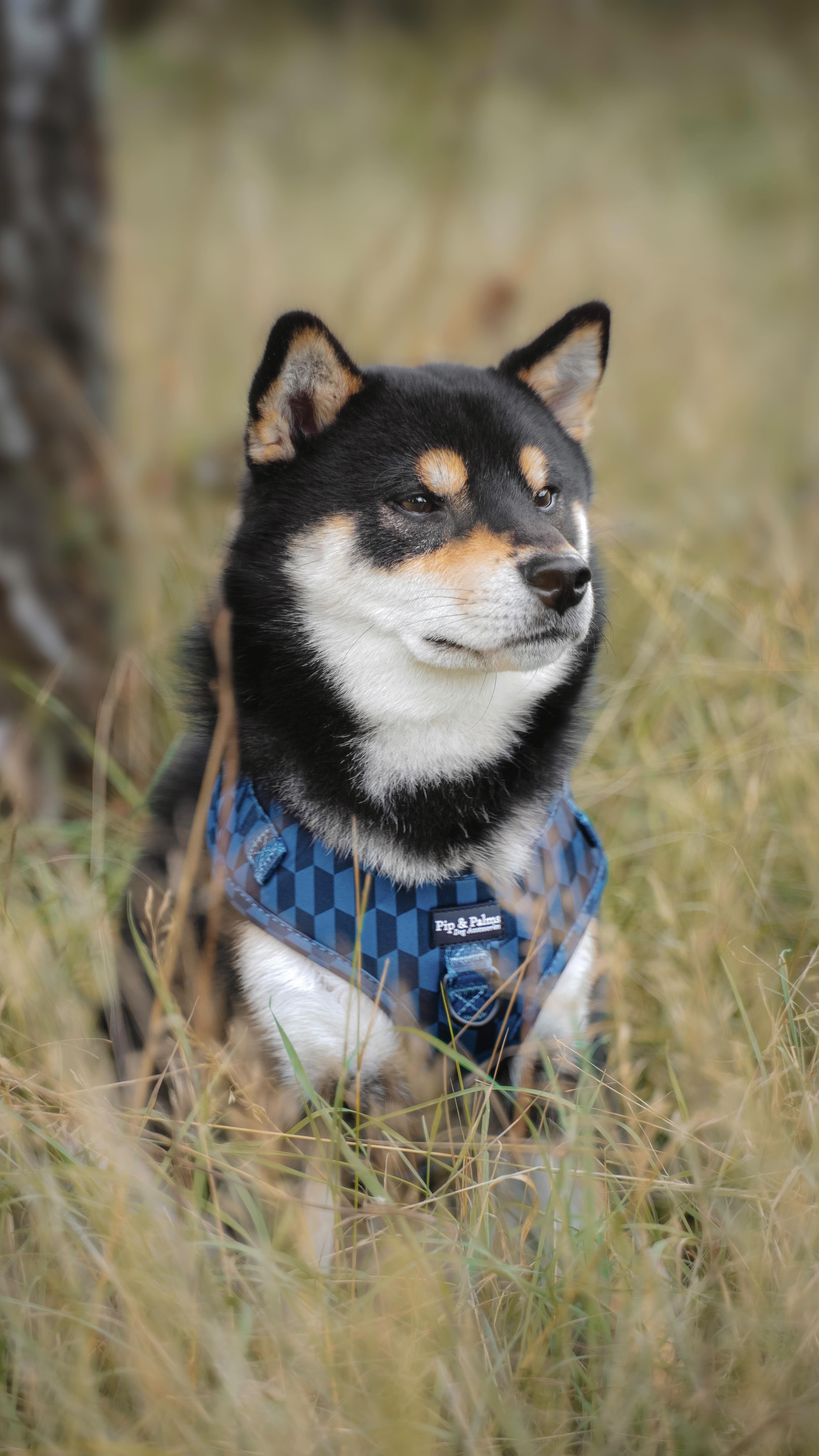Knappe Bob met ons Shades of Blue harnas! 💙 Bob draagt het harnas in maat M. ✨#Shibainu #shibainudogs #shibainudog #shibainusofinstagram #shibainulove #shibainumania #shibainulovers #shibainulife #shibainumoments #dogharness #dogharnesses #dogharnessesstore #dogaccessories #hondenaccessoires #rondjemethethondje #dogoutfit #dogoutfits #dogoutfitoftheday #wandelenmetdehond #dogbrand #dogsofinstagram #dogvideo #dogreels #pipandpalms #dogaccessoriesbrand