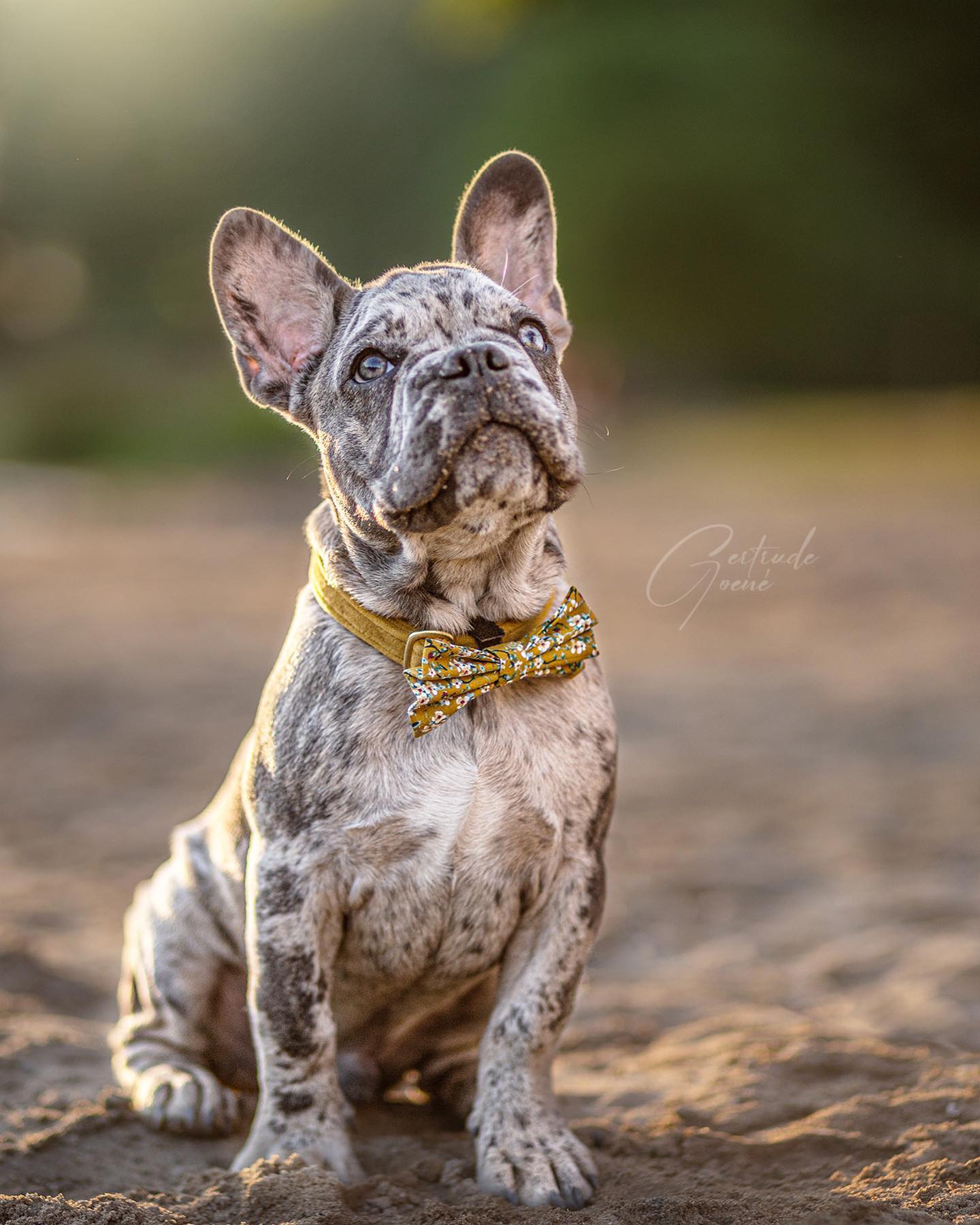 HAPPY SUNDAY! ✨Cute @excuse.my.frenchie.gizmo is wearing our Velvet Ocher collar and Wildflowers bow. 💛📸 @gertrudegoenephotography✽ ✽HAPPY SUNDAY ✨Handsome @excuse.my.frenchie.gizmo wears our Velvet Ocher collar and Wildflowers bow tie. 💛