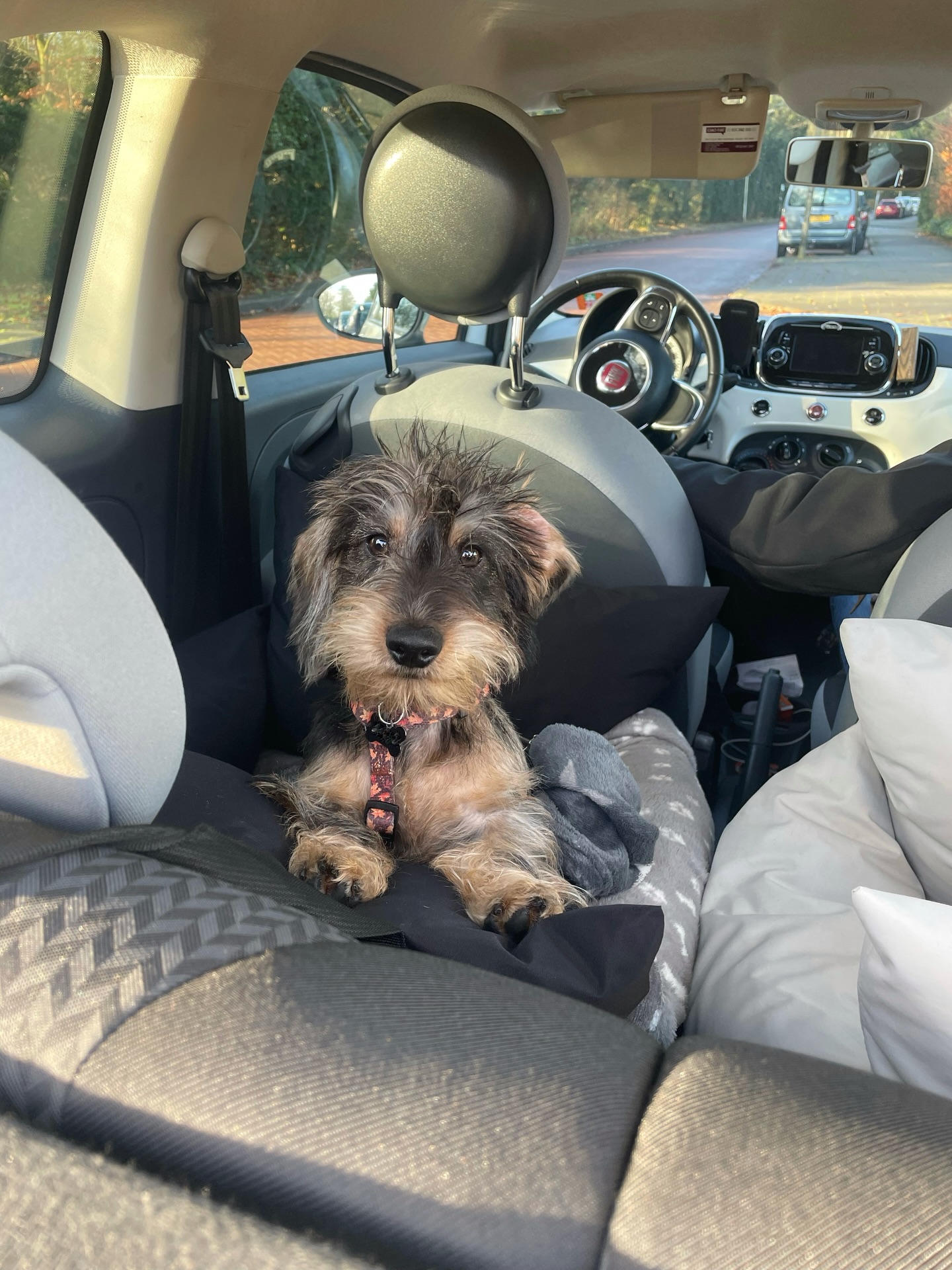 Onze lieve Teun! 🤎 Teun zijn favoriete autorit? Dat is natuurlijk naar het bos, maar uiteraard wel in zijn autostoel! ✨Wil jij ook zo’n fijne autostoel voor jouw viervoeter? Deze shop je gemakkelijk via onze website!