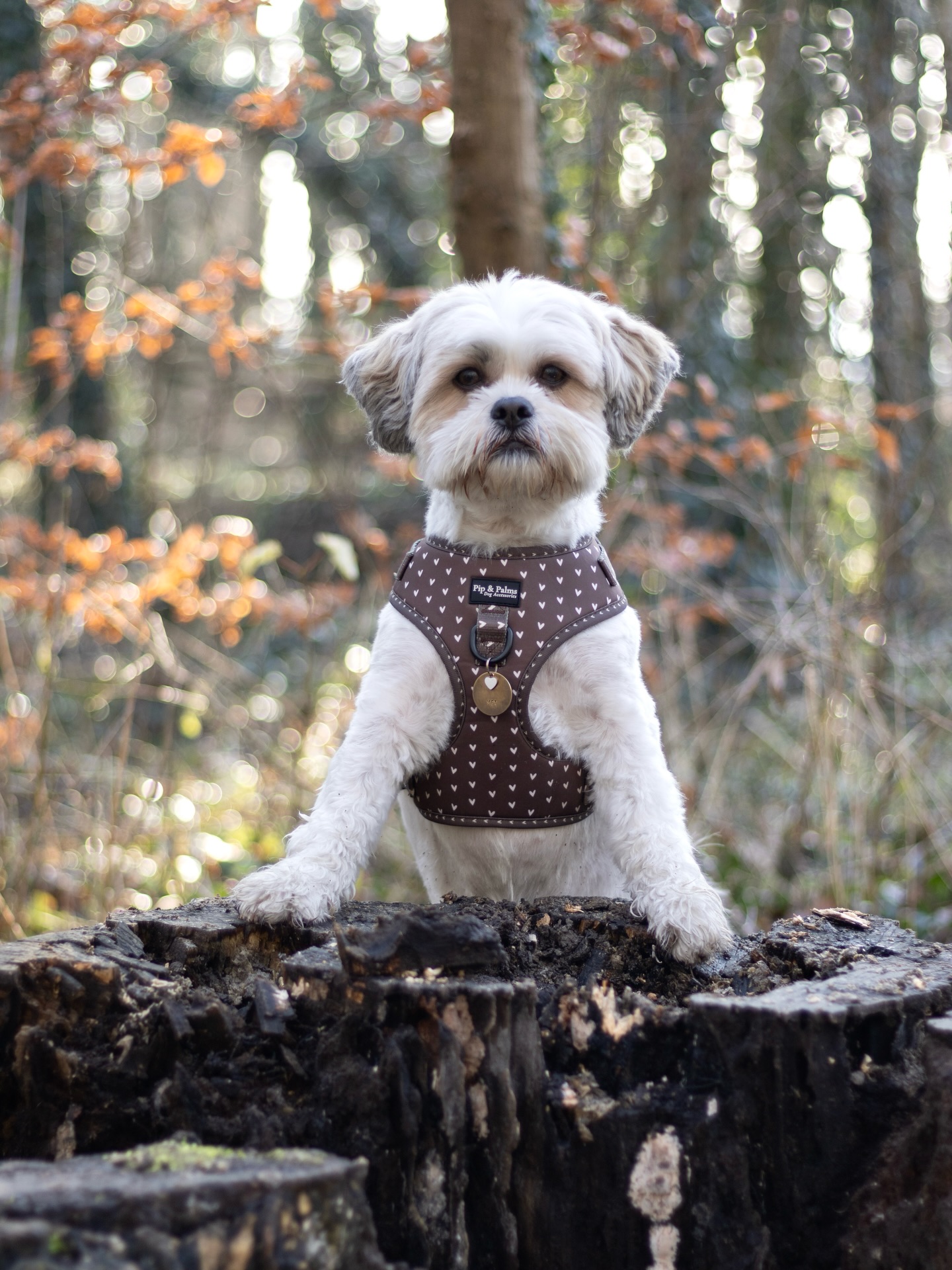 Fijne zondag allemaal! Knappe Mex draagt harnas Choco Loco love in maat S. 🤎#boomerdog #dogharness #wandelenmetdehond #dogphotography #dogoutfit