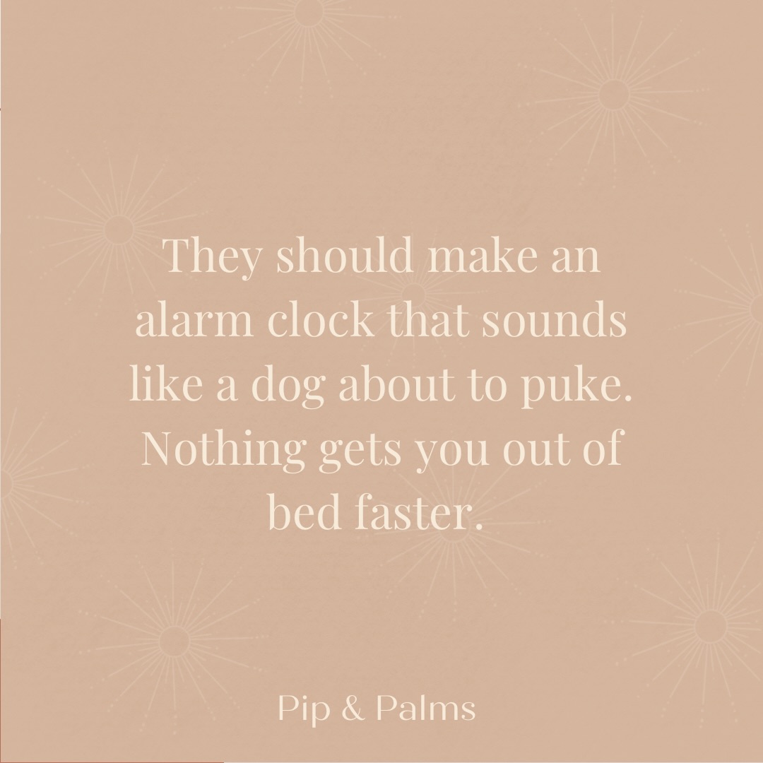 They should make an alarm clock that sounds like a dog about to puke. Nothing gets you out of bed faster. 😂
#Dogquote #dogquotesofinstagram #dogquoteslove #dogquoteoftheday #dogquotesdaily