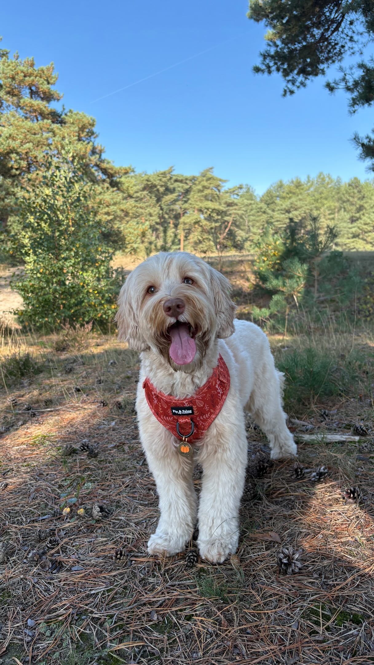 Knappe Skye showt jullie harnas Choco Dots en Leafy love van onze nieuwste Ready to Walk collectie! 🤎🧡 Staat het haar niet geweldig? 😍

#australianlabradoodle #australianlabradoodlesofinstagram #wandelenmetdehond #rondjemethethondje #dogharness