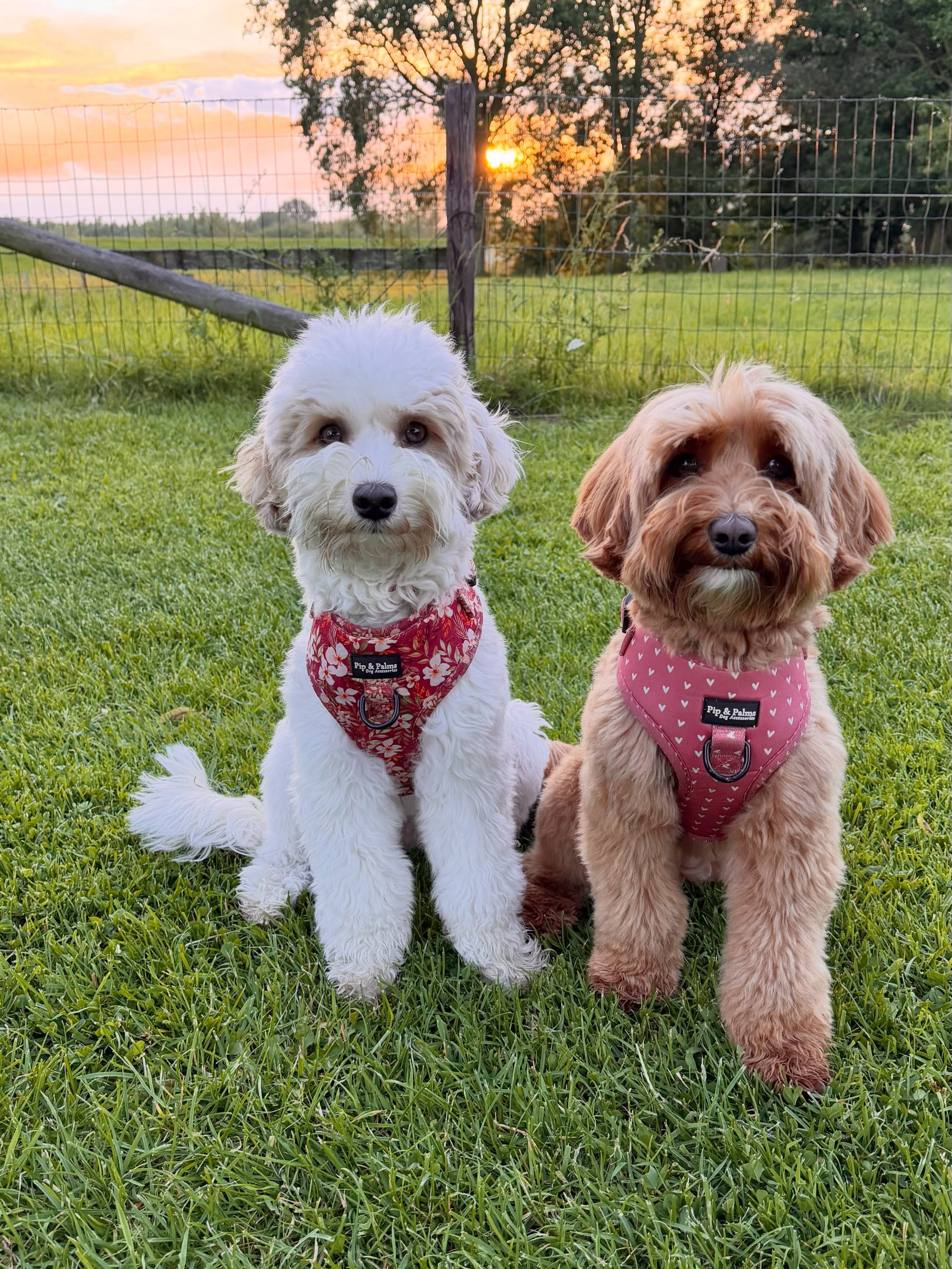 Zijn ze niet leuk samen? 😍 Novi draagt harnas Fallen
Flowers en Pleun harnas Love is in the air. Perfect voor de zomerse dagen! ☀️#doodlesofinsta #australianlabradoodle #wandelenmetdehond #rondjemethethondje #dogoutfit