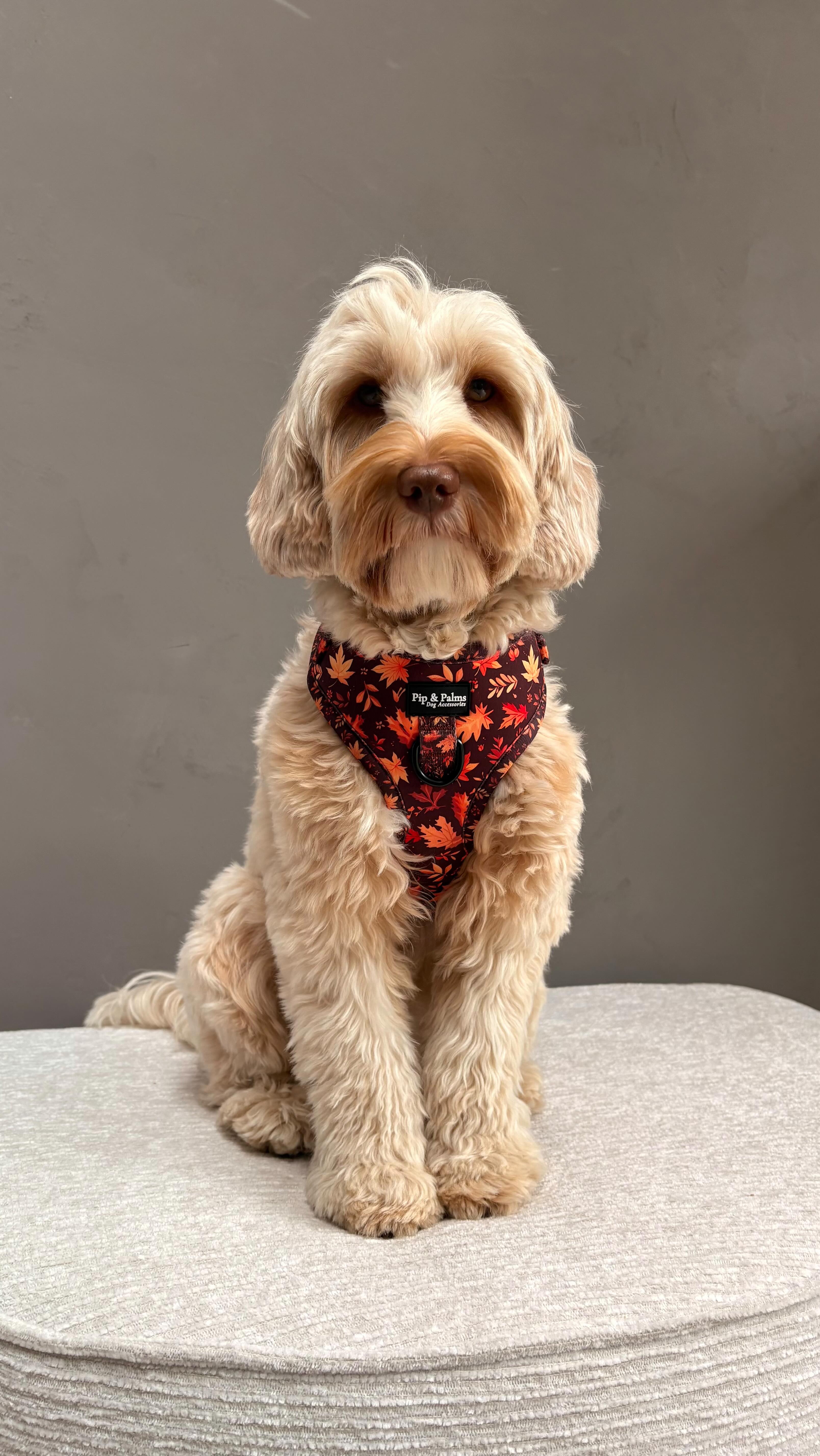 Knappe Skye showt jullie ons Falling for You harnas! 🍂🍁 Staat het haar niet geweldig? 🧡#dogharness #dogharnesses #dogharnessesstore #hondentuig #hondentuigje #labradoodle  #pipandpalms #dogaccessories  #australianlabradoodle #australianlabradoodlesofinstagram #australianlabradoodlelove #doodlewithstyle #australianlabradoodleofinstagram #doodle #doodlelovers #doodlelove #happydoodles #denederlandsedoodles #doodlesoftheworld #labradoodledaily #doodlesofinstagram #australianlabradoodlepuppy #australianlabradoodlesofig #australianlabradoodlesarethebest #doodledog #dogreel #dogreelsofinstagram #dogoutfit #dogmusthaves
