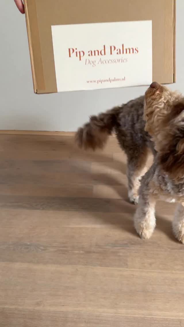 Knappe Novi met haar nieuwe harnas en strik! 🤎

#labradoodle #dogmoments #dogfasion #hondenleven #happypupper #puppystagrams #puppyoftheday #furryfriend #dogharness #dogharnesses #labradoodle #pipandpalms #doodlewithstyle #doodle #doodlelovers #doodlelove #happydoodles #rondjemethethondje #dogmusthaves #wandelenmetdehond #dogoutfit #denederlandsedoodles #doodlesoftheworld #labradoodledaily #doodlesofinstagram #doodledog