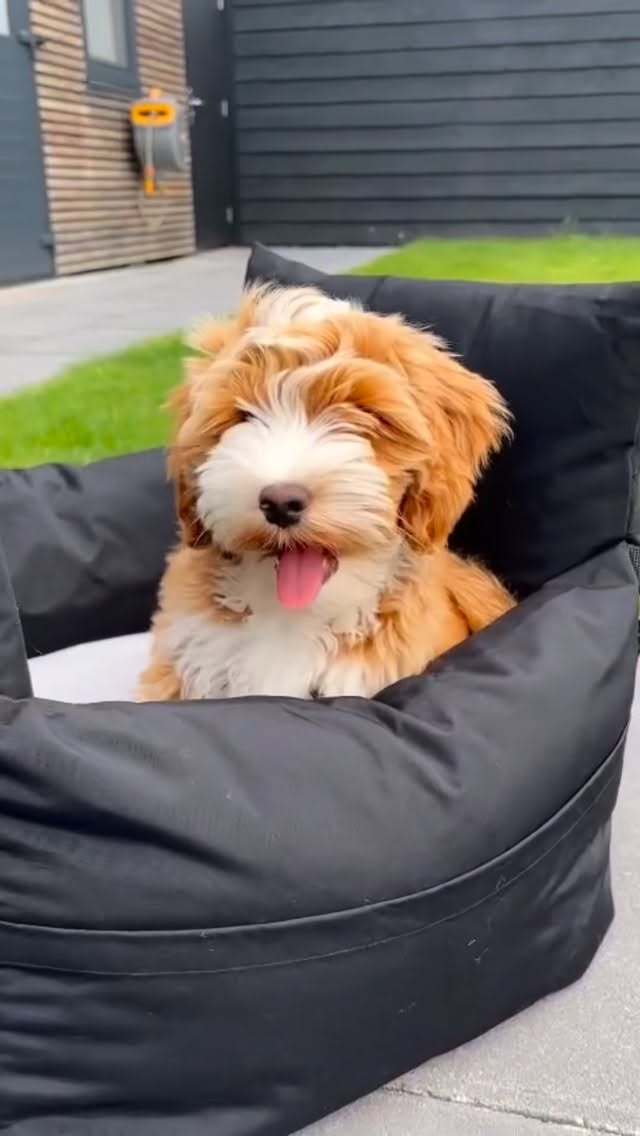 Hier krijg je toch nooit genoeg van! Allemaal knappe viervoeters met onze kleurrijke honden accessoires! 😍#pipandpalms #dogaccessories #dogboutique #petboutique #petfashion #doglovers #dogcollar #hondenhalsband #dogmom #hondenliefhebber #dogharness #dogharnesses #dogharnessesstore #hondentuig #hondentuigje #dogoutfit #rondjemethethondje #wandelenmetdehond #wandelenmetdehonden #dogoutfits #dogoutfitoftheday #dogreel #dogmusthaves #puppylove #australianlabradoodle #shibainu #dachshund #doodlelife #dogbrand