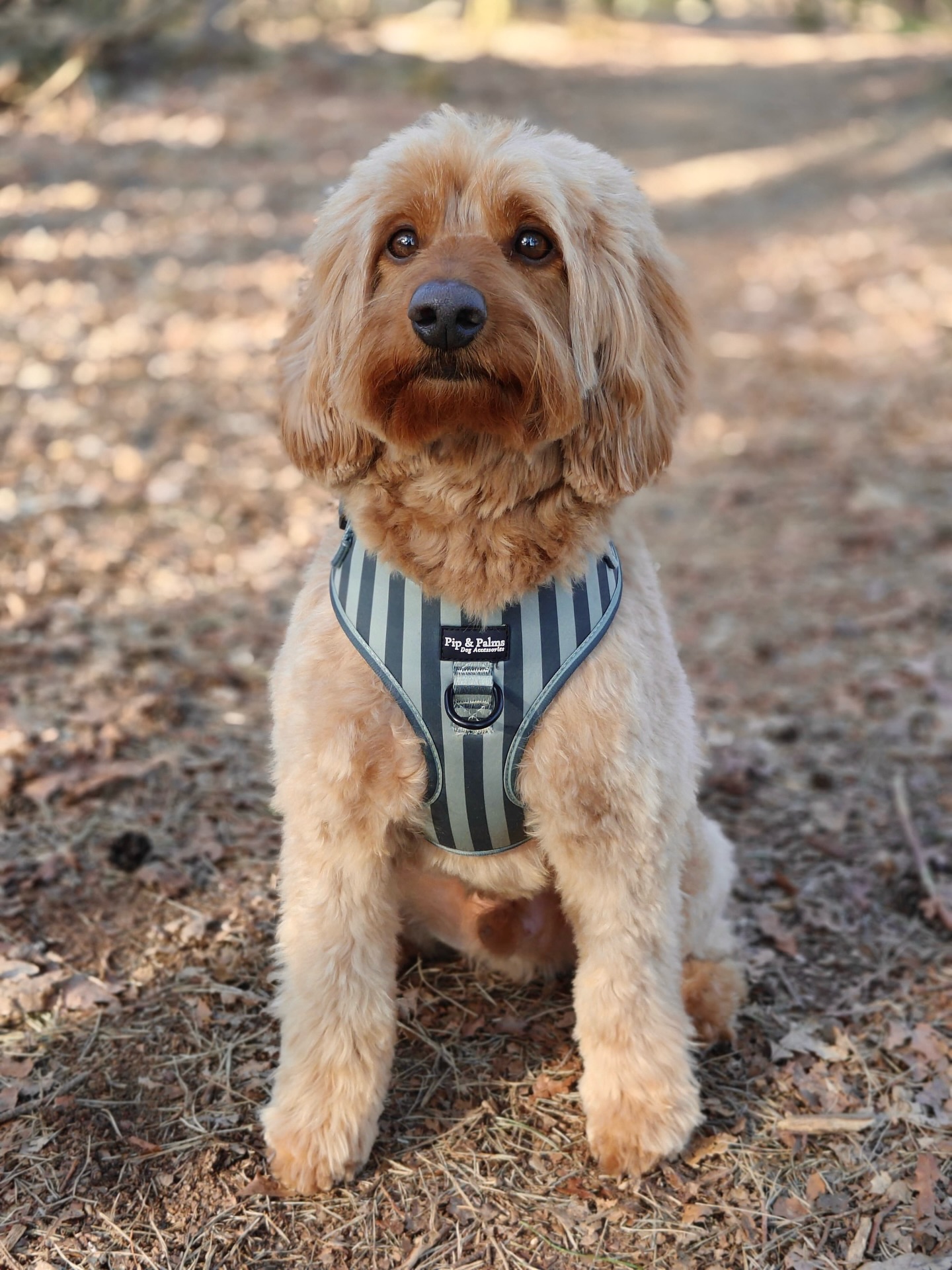 Voor de liefhebbers van de kleur groen hebben we dit vrolijke Stripy Stripes harnas! 💚 Bij wie zou dit harnas perfect staan?Knappe Seb draagt harnas maat M. 🫶🏼
#dogharness #hondenharnas #australianlabradoodle #australianlabradoodlesofinstagram #australianlabradoodlelove
