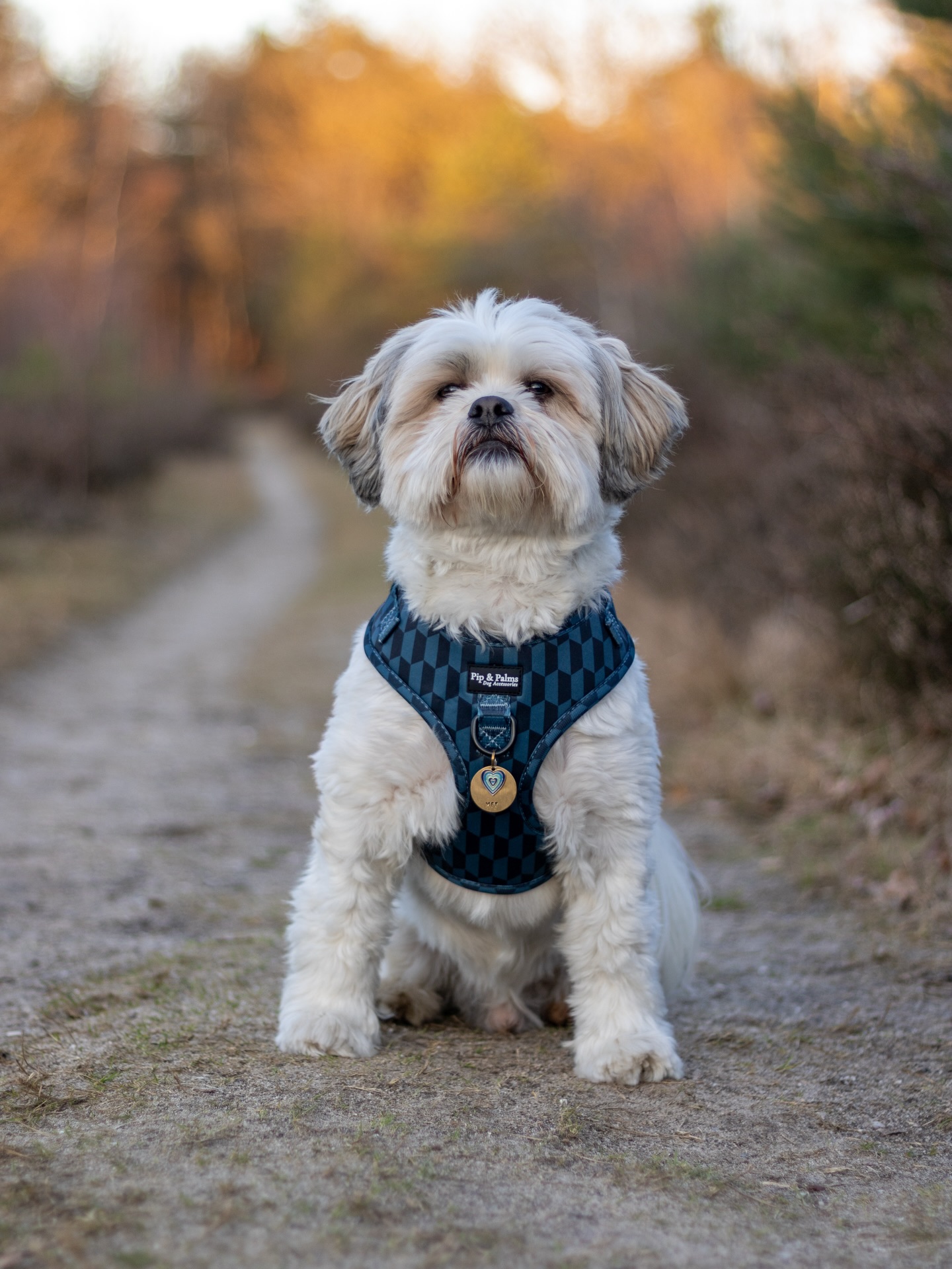 Hebben jullie een fijn paasweekend gehad? 🐣☀️Knappe Mex draagt harnas Shades of Blue in maat S. 💙
#easterweekend #boomerdog #dogharness #dogoutfit #dogaccessories
