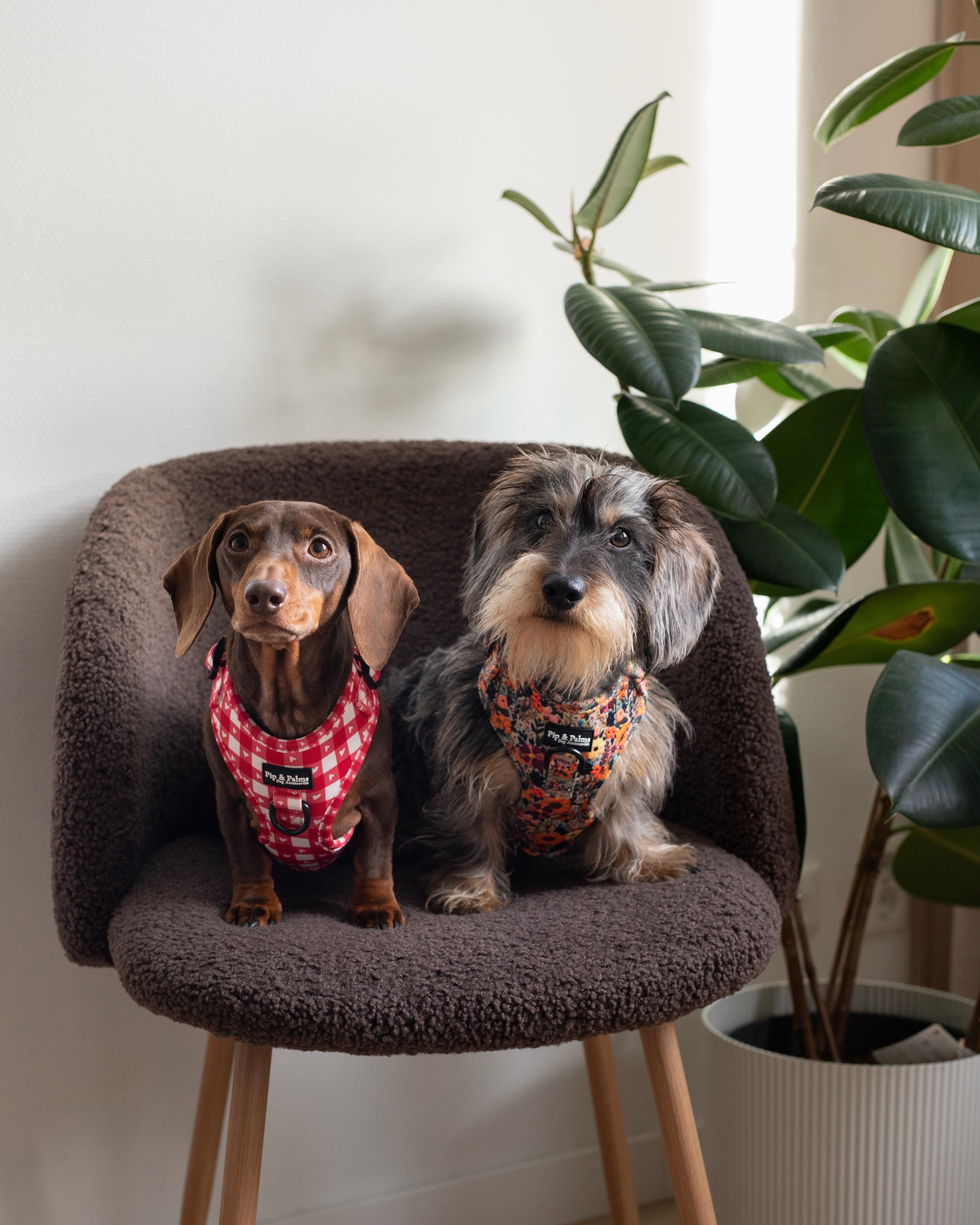 HAPPY WORLD ANIMAL DAY 🐕🤎Vandaag zetten we onze allerbeste vriendjes extra in het zonnetje. Doe vandaag die extra lange wandeling, geef dat favoriete snoepje en natuurlijk héél veel extra knuffels. 🫶🏼Alleen vandaag krijg je nog 25% korting op onze Ready to Walk collectie met de kortingscode; dierendag25*Fijne dierendag! ❤️*met uitzondering de sale artikelen#dierendag #dierendagactie #worldanimalday #animalday #worldanimalday2026