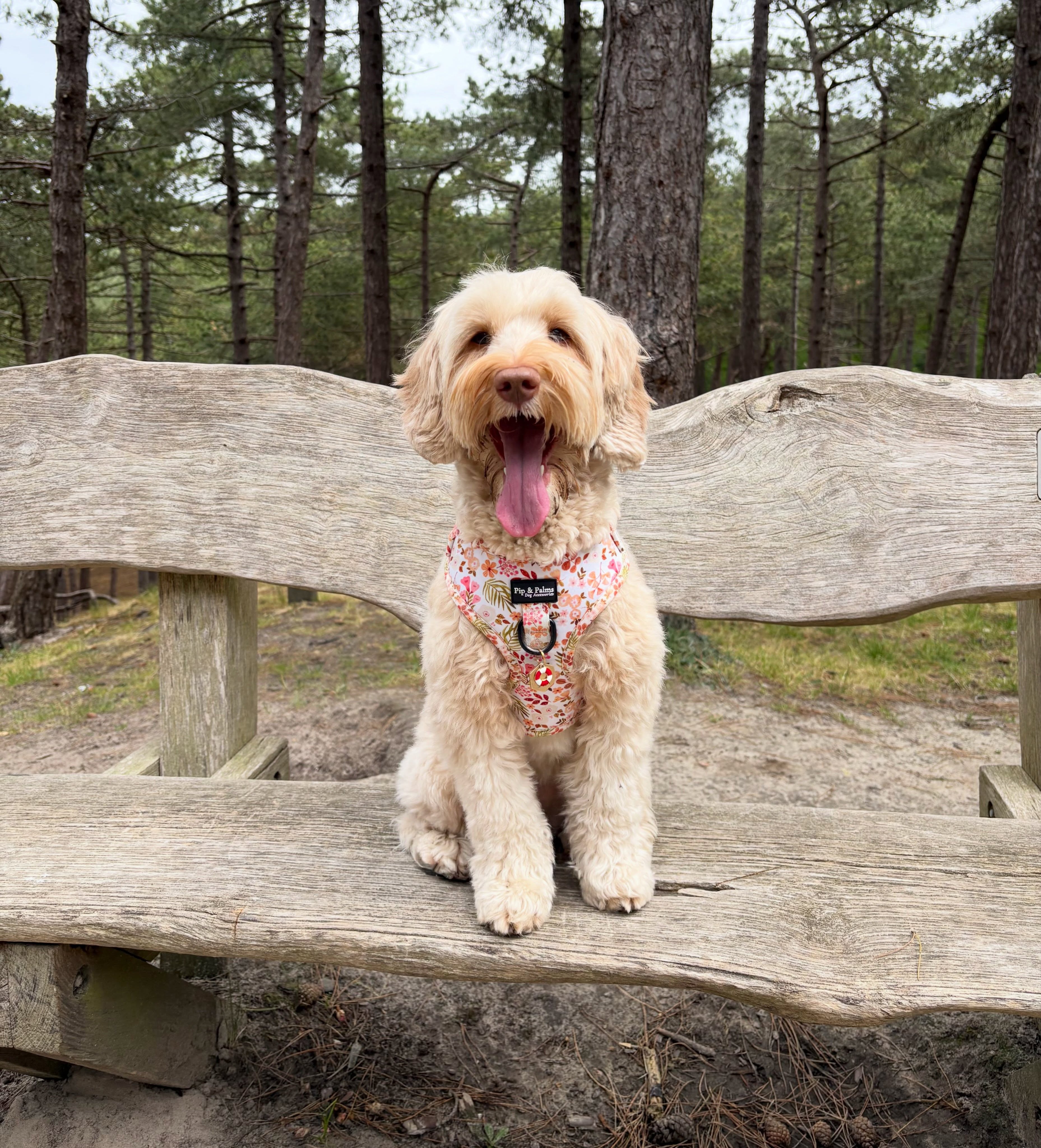 Met dit mooie Beautiful Blossom harnas straalt jouw viervoeter tijdens de lange zomerwandeligen! 💗🌼Wat is jouw favoriete wandelplek in de zomer? ☀️#hondenaccessoires #dogharness #australianlabradoodle #australianlabradoodlesofinstagram #australianlabradoodles