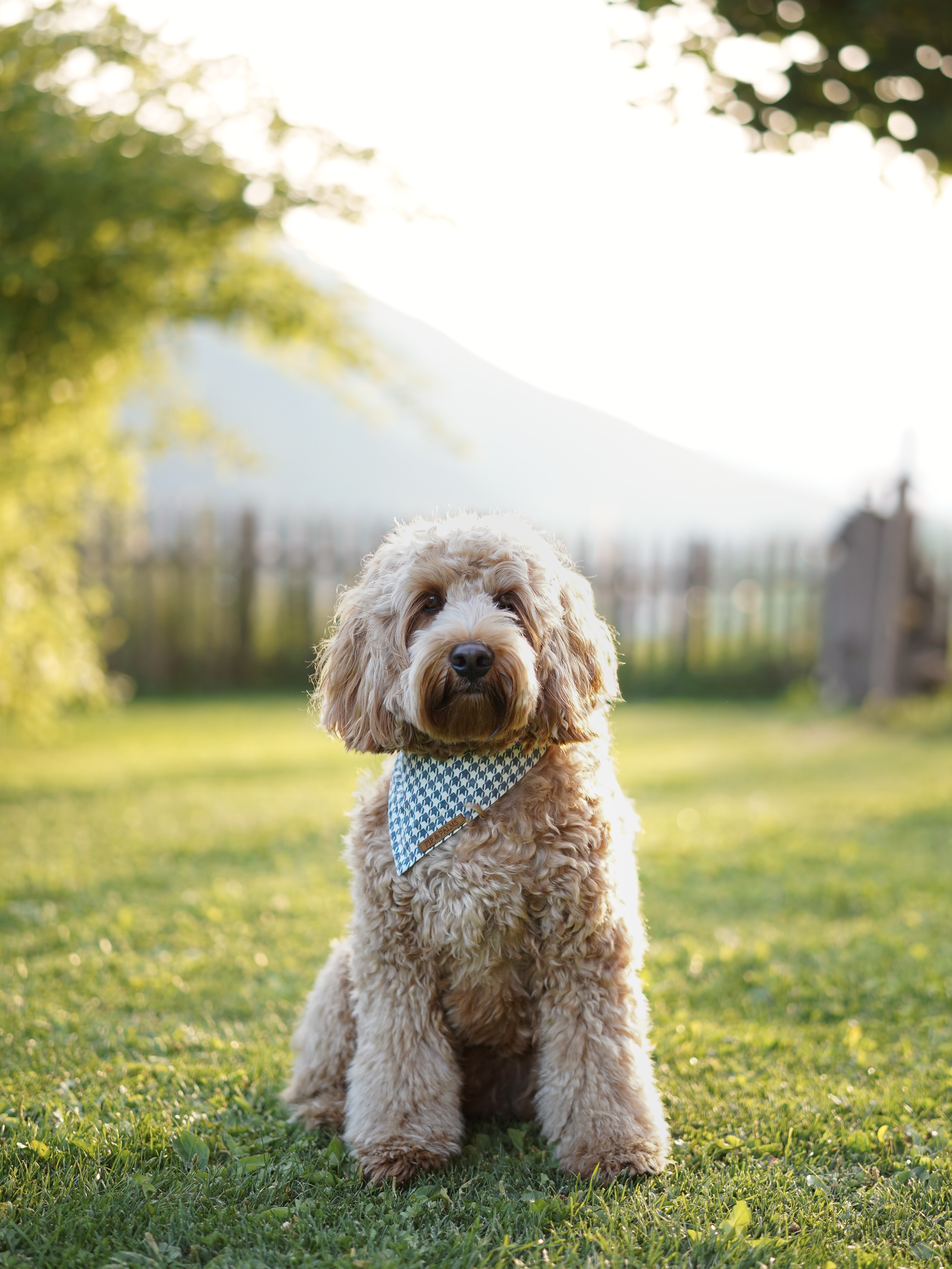 Op een regenachtige dag zoals vandaag kunnen we wel wat zon gebruiken! ☀️ Knappe Dobber showt in het zonnetje bandana Denim Dogstooth.#dogbandana #dogbandanas #dogbandanabusiness #australianlabradoodle #australianlabradoodlesofinstagram