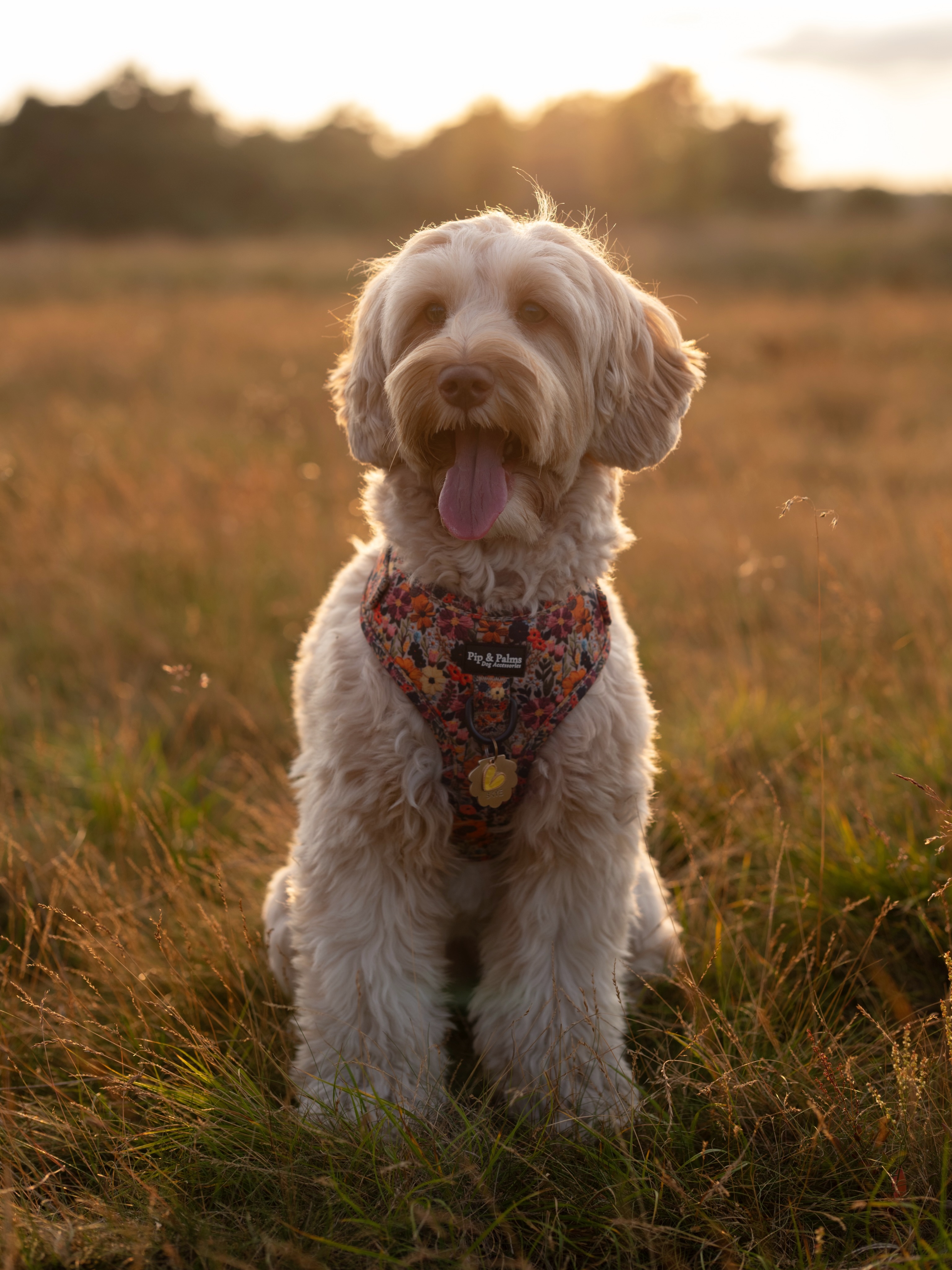Happy new week! 🧡 Wij starten de week met deze prachtige foto van Skye met ons Early Summer harnas.#australianlabradoodle #australianlabradoodlesofinstagram #dogphotography #dogphotoshoot #dogharness