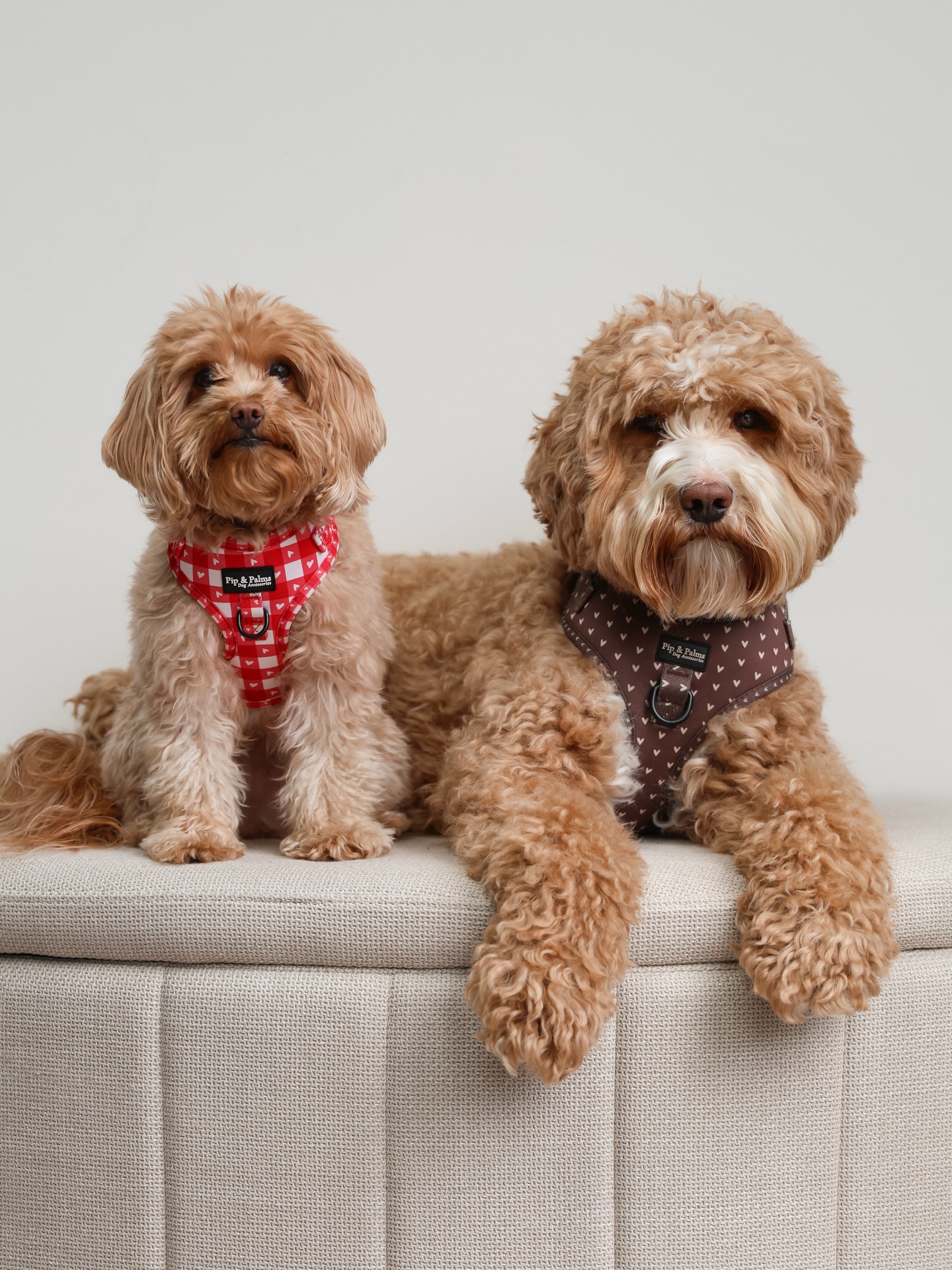 Zijn ze niet leuk samen? 😍 Knappe Woody draagt harnas Choco Loco Love maat M en Liv draagt harnas Love is Blind maat XXS. 🫶🏼
#dogharness #dogoutfit #hondenaccessoires #pipandpalms #dogphoto