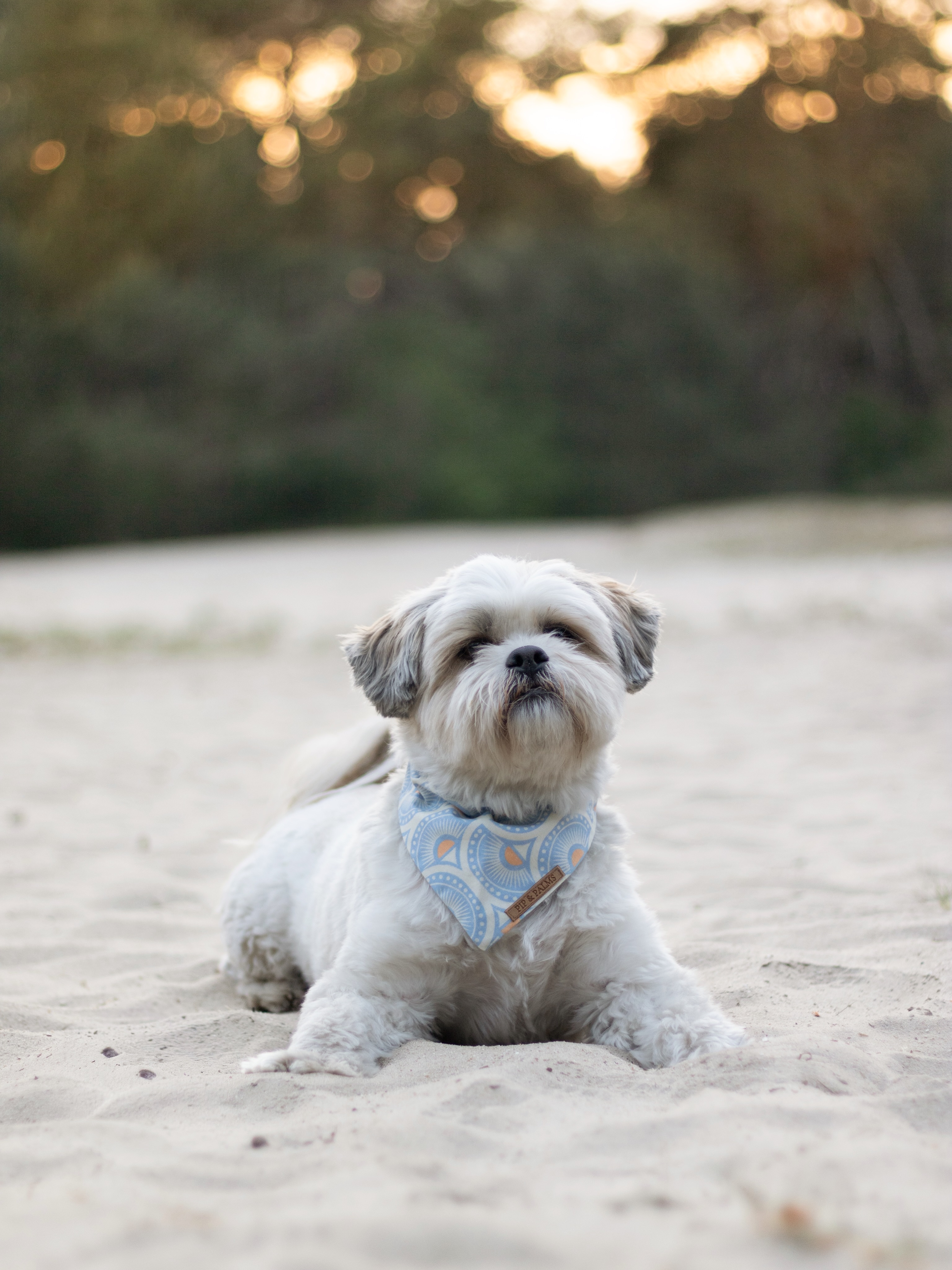 Happy Sunday! 🩵 Knappe Mex draagt bandana Rising Sun in maat S. ✨
#boomerdog #dogphotography #dogbandana #hondenaccessoires #rondjemethethondje