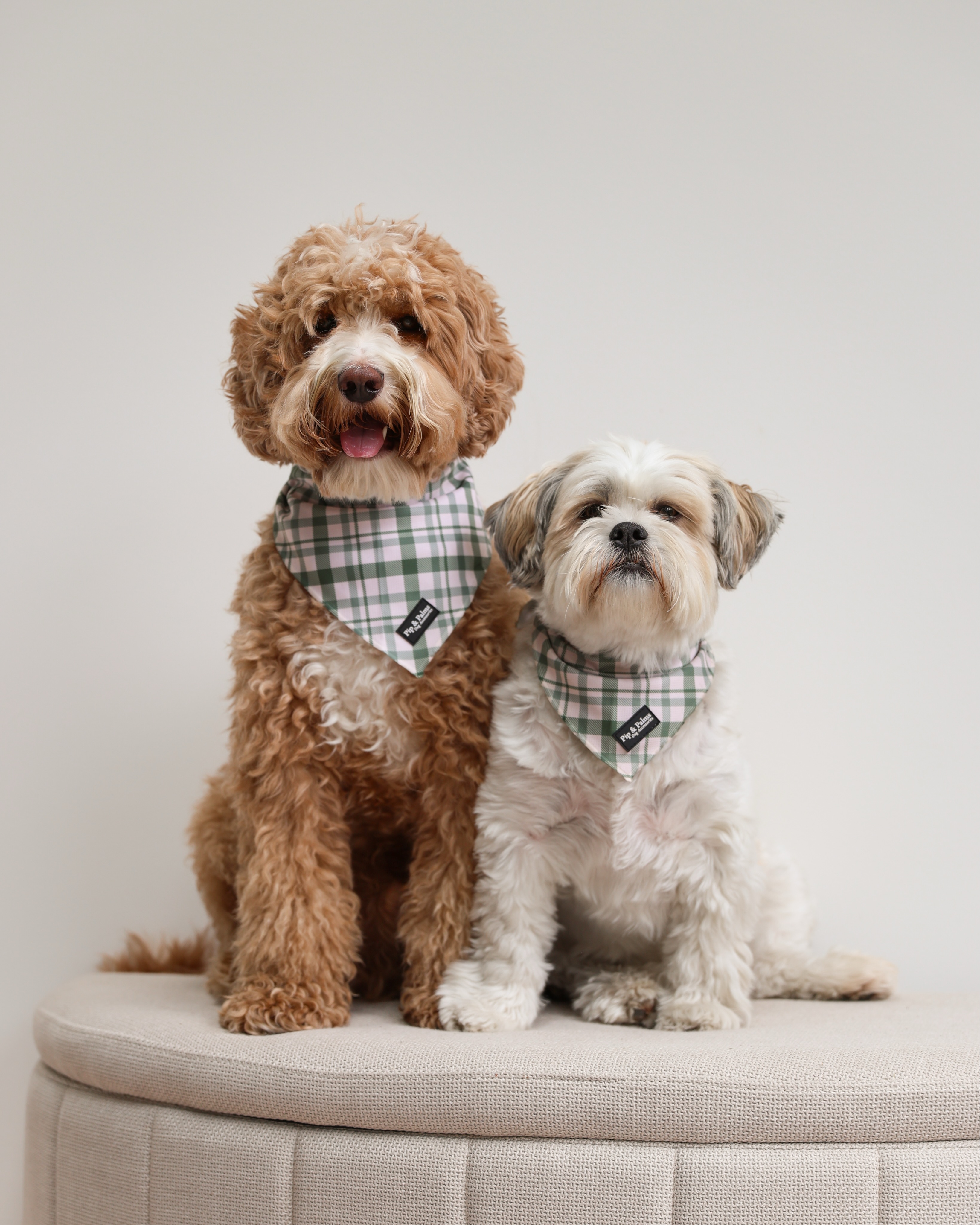 Wat is het warm he! Doen jullie rustig aan dit weekend? 🫶🏼 Knappe Woody en Mex dragen beide onze cooling bandana uit onze Ready to Walk collectie. ☀️#dogbandana #coolingbandana #summerdays #dogoutfit #summerdog