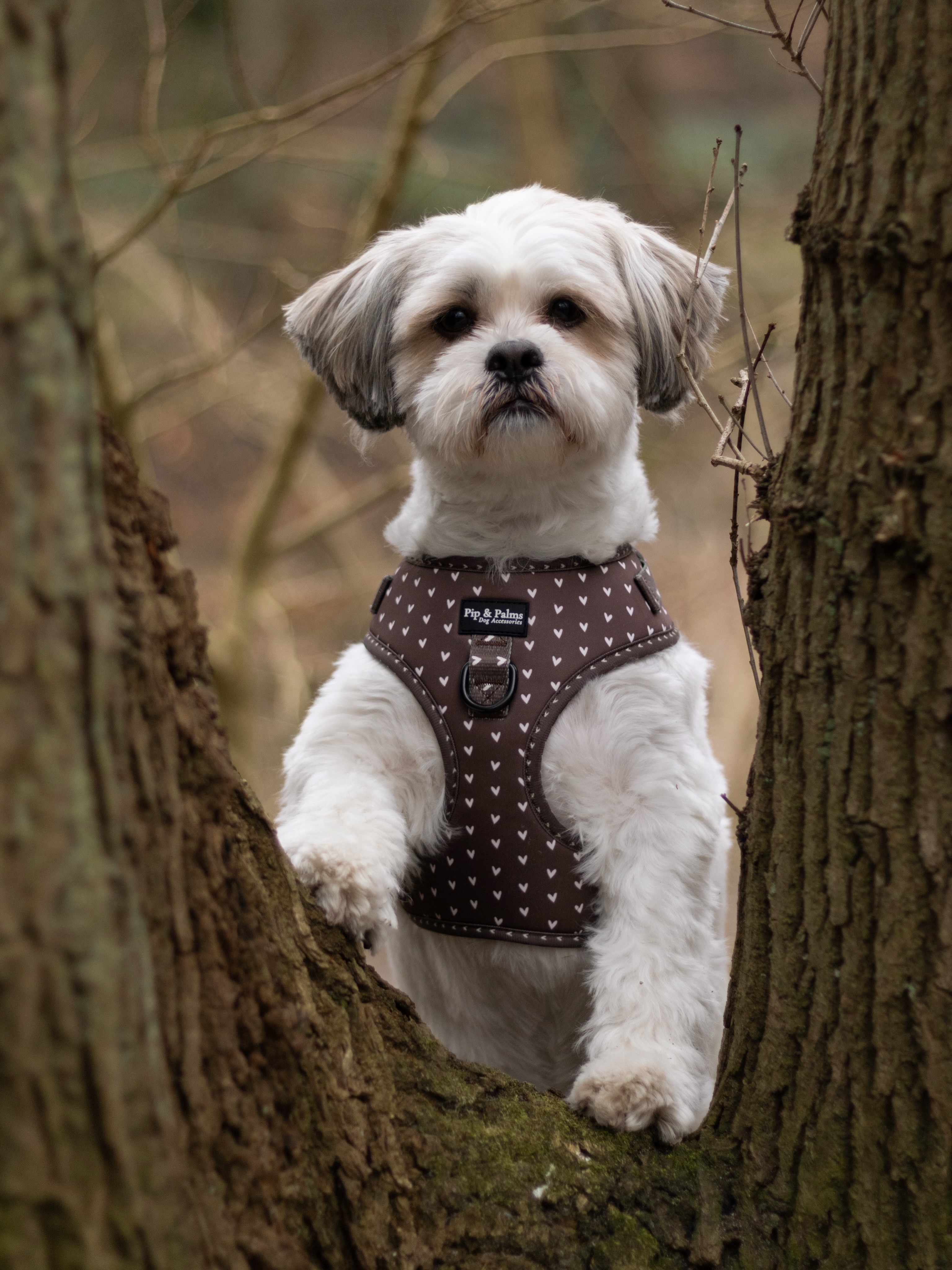 Ons weekje vakantie zit er alweer op! Wat vliegt de tijd toch altijd snel voorbij. Vandaag start ik weer met het maken en verzenden van jullie bestellingen. De productietijd van de handgemaakte producten start dus vandaag ♥️🧵#dogaccessories #dogharness #dogbrand #hondenaccessoires #wandelenmetdehond